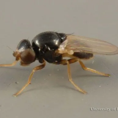 thumbnail for publication: Eye Gnats, Grass Flies, Eye Flies, Frit Flies Liohippelates spp. (Insecta: Diptera: Chloropidae)